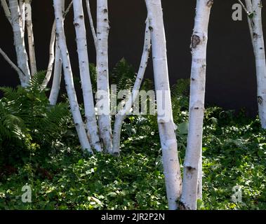 Silver Birch trees shinning in the sunlight - (Betula pendula) Stock Photo