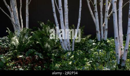 Silver Birch trees shinning in the sunlight - (Betula pendula) Stock Photo