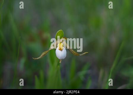 The small white endangered lady's slipper at the Tall Grass Prairie Preserve in southern Manitoba, Canada.