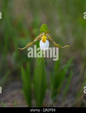 The small white endangered lady's slipper at the Tall Grass Prairie Preserve in southern Manitoba, Canada.