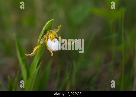 The small white endangered lady's slipper at the Tall Grass Prairie Preserve in southern Manitoba, Canada.
