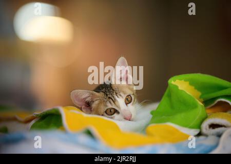 A closeup portrait of a little kitten wrapped in a blankets Stock Photo