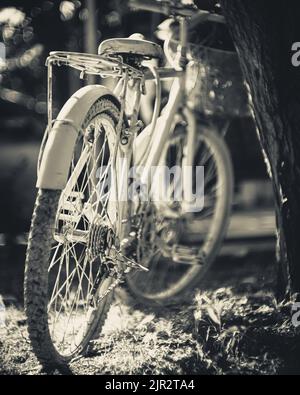 Black and white rear view of a vintage bicycle leaning against a tree with shallow depth of field Stock Photo
