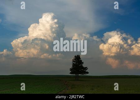 A lone tree on the prairies with storm clouds near Assiniboia, Saskatchewan, Canada. Stock Photo