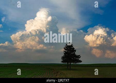 A lone tree on the prairies with storm clouds near Assiniboia, Saskatchewan, Canada. Stock Photo