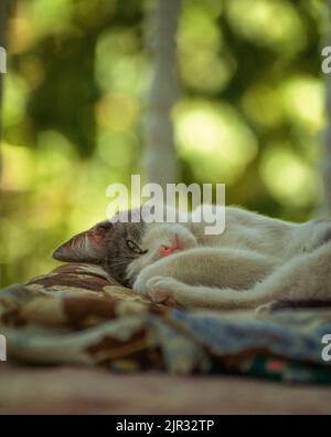 Gray and White Cat Resting Outdoors in Soft Natural Light Stock Photo