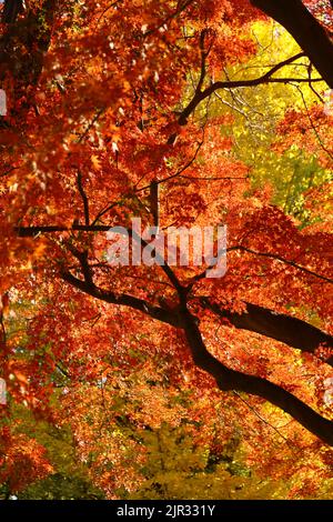 A photograph of a forest canopy colored with autumn leaves as a background material Stock Photo