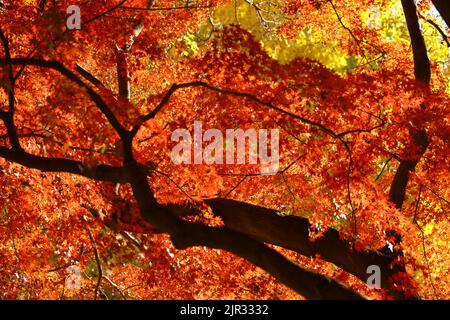 A photograph of a forest canopy colored with autumn leaves as a background material Stock Photo