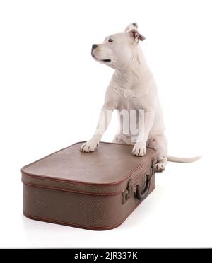 Female white american staffordshire isoled with a suitcase on white background Stock Photo