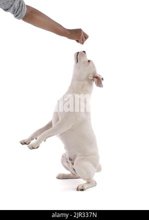 Female white american staffordshire isoled on white background Stock Photo