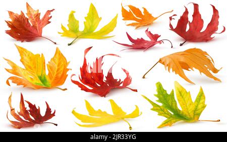 Isolated autumn leaves collection. Red, yellow, orange maple and plane tree fallen leaves on the ground with shadow isolated on white background Stock Photo