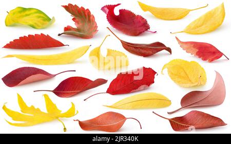 Isolated fallen autumn leaves. Collection of red and yellow leaves of trees and shrubs lying on the ground isolated on white background Stock Photo