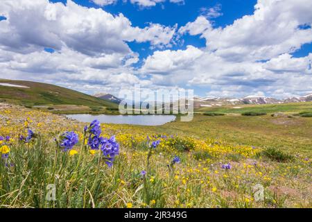 A field of bright wildflowers stands against the elements above treeline in the Rocky Mountains of Colorado Stock Photo