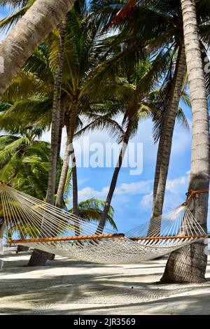 A tropical vacation scene of a white hammock between two palm trees, on a white sand beach, on Ambergris Caye, San Pedro, Belize. Stock Photo