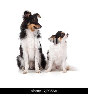 shetland and chihuahua sitting dogs looking to the side on white background Stock Photo