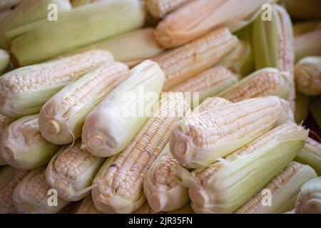 Corn cob with part of the husk removed,fresh corns Stock Photo