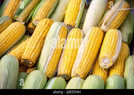 Corn cob with part of the husk removed,fresh corns Stock Photo