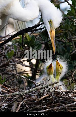 Hungry chicks in nest look up as Great Egret parent bends toward open mouths. Location is natural rookery in St. Augustine., Florida Stock Photo