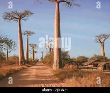 Baobab trees near Morondava, Madagascar, Africa Stock Photo