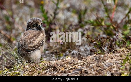 Adorable, fluffy baby Burrowing Owl chick swivels head with eyes wide near its nest hole in Cape Coral, Florida, United States Stock Photo