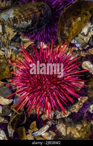 Red Sea Urchin, Mesocentrotus franciscanus, at Tongue Point in Salt Creek Recreation Area along the Strait of Juan de Fuca, Olympic Peninsula, Washing Stock Photo