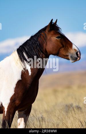 Wild mustang pinto portrait at McCullough Peaks Horse Management Area near Cody, Wyoming, United States Stock Photo