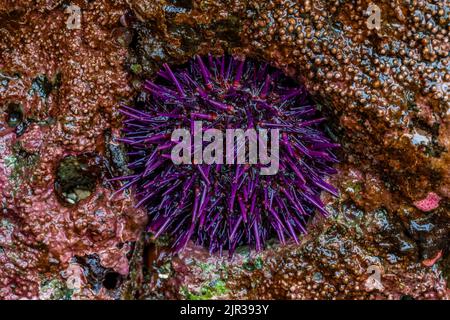 Purple Sea Urchin, Strongylocentrotus purpuratus, fitted into hole in rock at Tongue Point in Salt Creek Recreation Area along the Strait of Juan de F Stock Photo