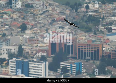 Andean Condor - Vultur gryphus South American bird of prey family Cathartidae flying above Quito in Ecuador, found in the Andes mountains and adjacent Stock Photo