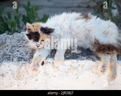 Fluffy longhaired old white and tortoiseshell cat, relaxing on Greek island of Hydra Stock Photo