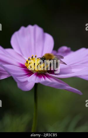 Tree Bumblebee Bombus Hypnorum  on Pink Cosmos Daisy Stock Photo