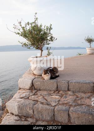 Cute island cat sat on steps with sea view next to terracotta pot with small olive tree Stock Photo