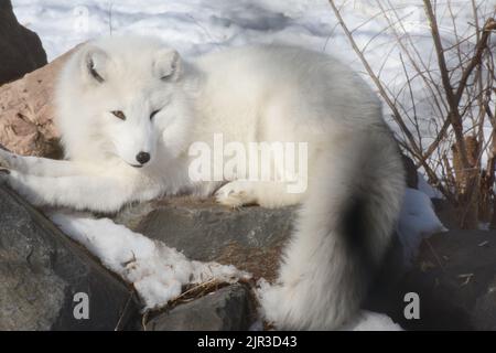 Arctic Fox Resting On A Rock In Winter Stock Photo