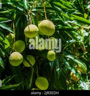 Ripe mango fruit on a mango tree in Dominican Republic Stock Photo