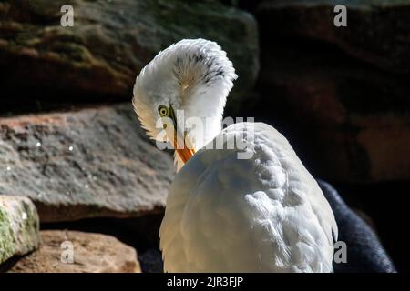 A Great Egret (Ardea alba) scratching wings in Sydney, NSW, Australia (Photo by Tara Chand Malhotra) Stock Photo