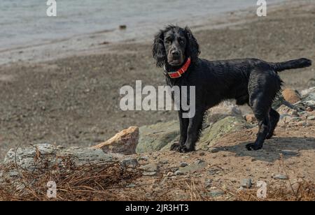 Wet black dog stood on the seashore wearing a red colour with the sea in the background Stock Photo