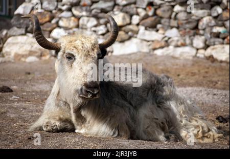 White and grey yak which is lying outside of lodge in nepalese himalayas, Everest area, Nepal Stock Photo