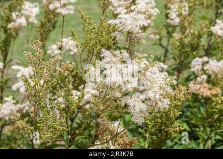 Wild Perennial And Medicinal Plant Meadowsweet, Known As Spirea And Meadow Goatsbeard Stock Photo