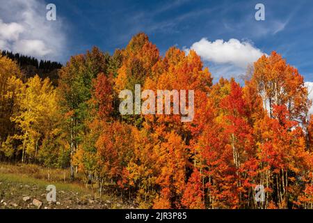 Multicolored aspens along the San Juan Skyway, San Juan Mountains, San Miguel County, Colorado Stock Photo