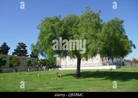 Inglewood, California, USA 19th August 2022 Inglewood Park Cemetery on August 19, 2022 in Inglewood, Los Angeles, California, USA. Photo by Barry King/Alamy Stock Photo Stock Photo