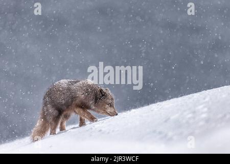 An Arctic Fox is searching for food in the snow at Hornstrandir Nature Reserve, Iceland Stock Photo