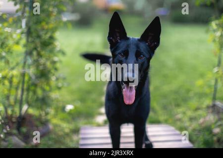 Portrait of a beautiful German Shepherd dog. Front view. Stock Photo