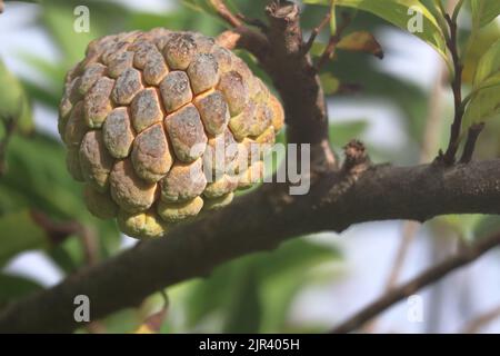 Sweet tropical Atemoia fruit hanging on the tree branch. Fruit also known as green pine cone, custard apple, sweep-sop, annona squamosa, Fruta do Stock Photo