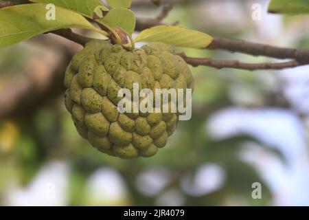 Sweet tropical Atemoia fruit hanging on the tree branch. Fruit also known as green pine cone, custard apple, sweep-sop, annona squamosa, Fruta do Stock Photo