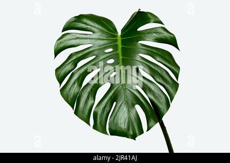 Monstera leaf on a gray background Stock Photo