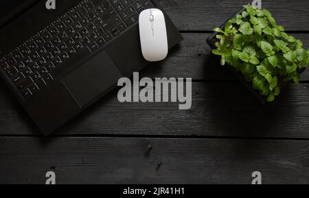 a black laptop and a white bear are standing next to a green flower on a black wooden table, a laptop on a work table Stock Photo