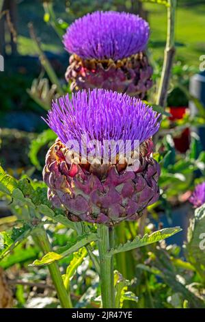 Globe artichokes in flower showing their irelationship to the highland thistle and the Mediterranean cardoon Stock Photo