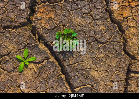 Cracked earth, metaphoric for climate change and global warming Stock Photo