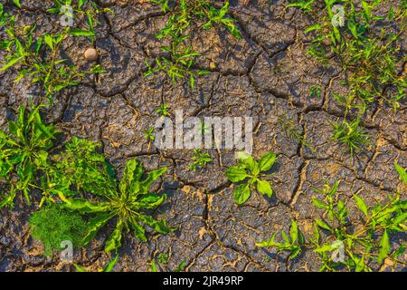 Cracked earth, metaphoric for climate change and global warming Stock Photo