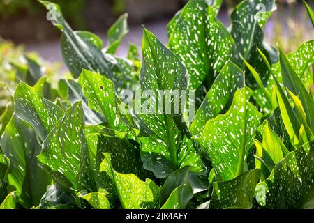 Ornamental plant Zantedeschia hybrida with large green leaves with white speckles Stock Photo