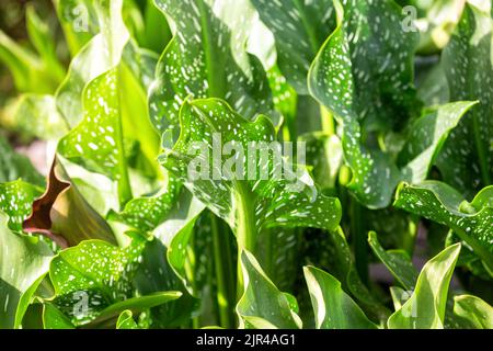 Ornamental plant Zantedeschia with large green leaves with white speckles Stock Photo